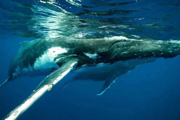 Tonga Humpback Whales