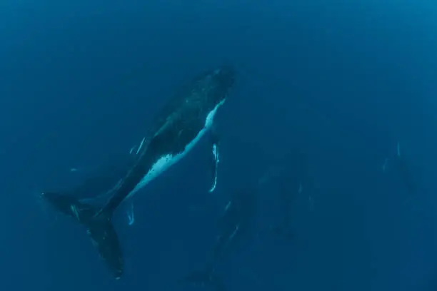 Humpback Whale