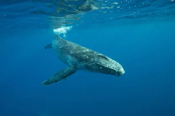 Humpback Whale Claf