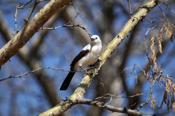 istock Southern pied babbler 1062370406