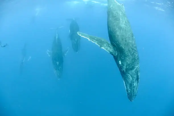 Humpback Whale