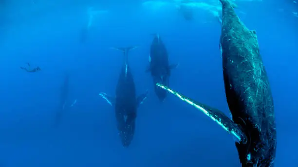 Humpback Whale