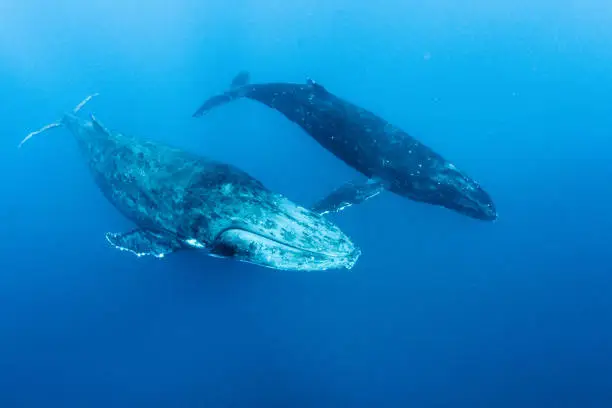 Humpback Whale