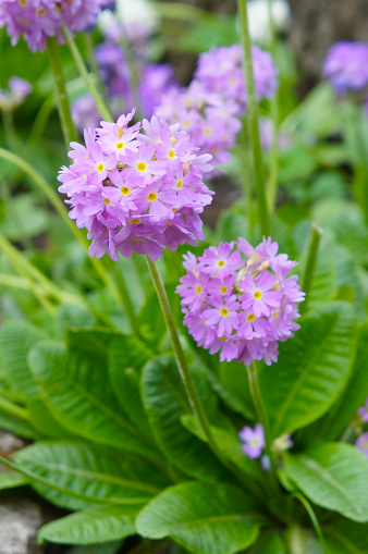 Primula denticulate or drumstick primrose purple  with green