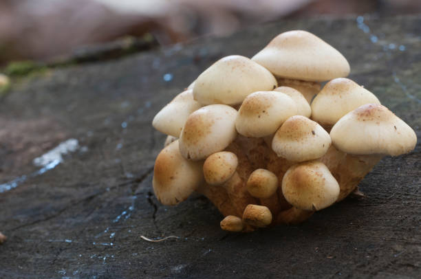 istock Pholiota alnicola mushrooms on an old stump 1062382802