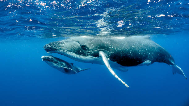 grande curtin stage 1 - recalculer - whale photos et images de collection