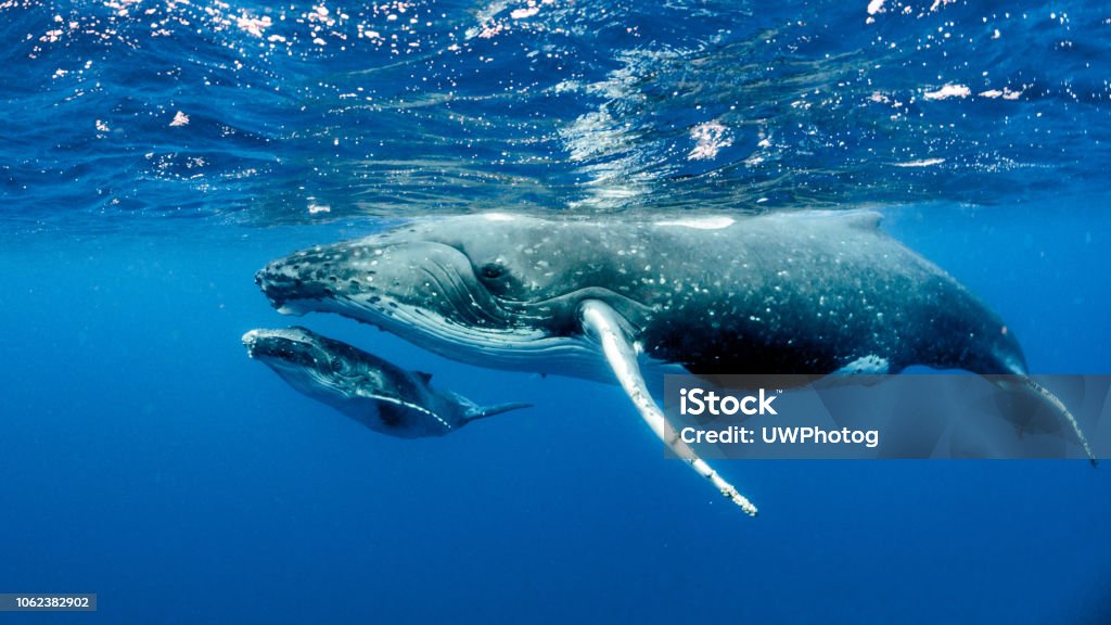 Greater Curtin Stage 1 - Reprice Whale Stock Photo
