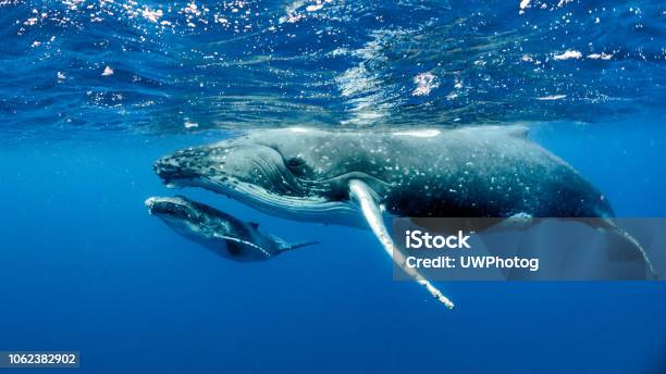 Greater Curtin Stage 1 Reprice Stock Photo - Download Image Now - Whale, Humpback Whale, Underwater