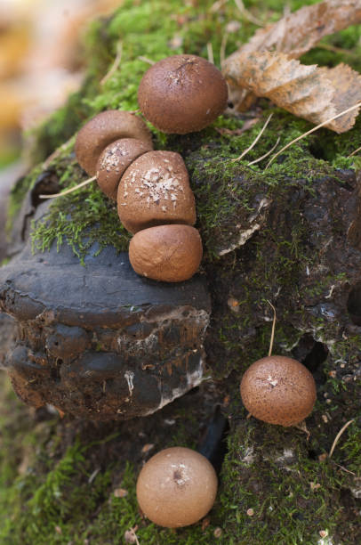 istock Puffball mushrooms Lycoperdon umbrinum 1062382914