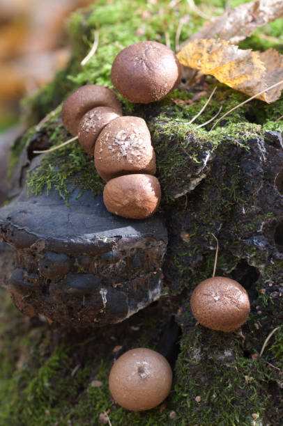 istock Puffball mushrooms Lycoperdon umbrinum 1062382928