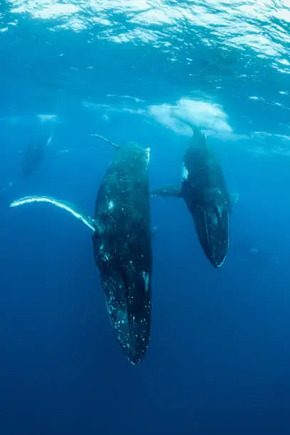 Humpback Whale