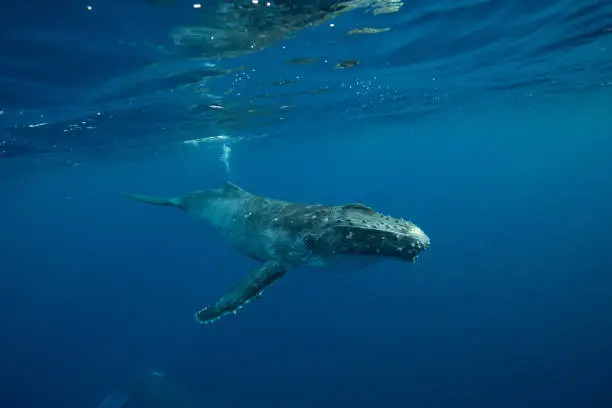 Humpback Whale