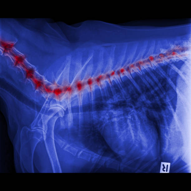 raio-x de vista lateral do cão fechado no tórax padrão e peito com destaque vermelho no pescoço do osso a espinha dorsal áreas de dor ou doença da coluna vertebral em cão - anatomia veterinária medicina veterinária conceito - thoracic vertebrae - fotografias e filmes do acervo