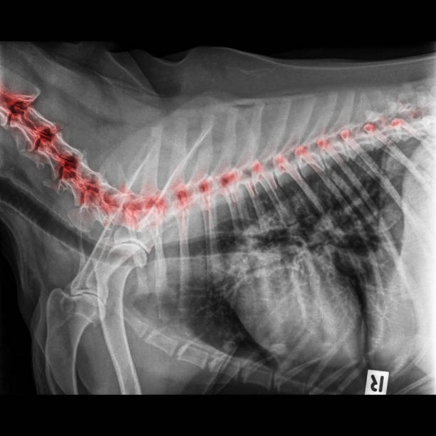 raio-x de vista lateral do cão fechado no tórax padrão e peito com destaque vermelho no pescoço do osso a espinha dorsal áreas de dor ou doença da coluna vertebral em cão - anatomia veterinária medicina veterinária conceito - thoracic vertebrae - fotografias e filmes do acervo