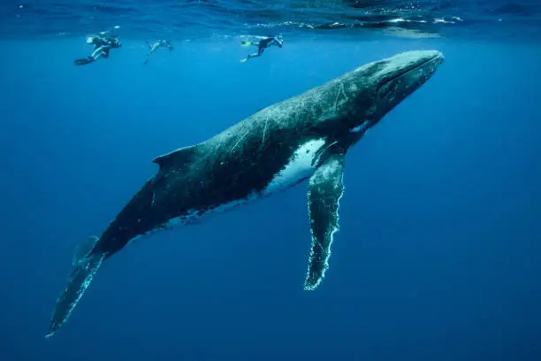 Tonga Humpback Whales