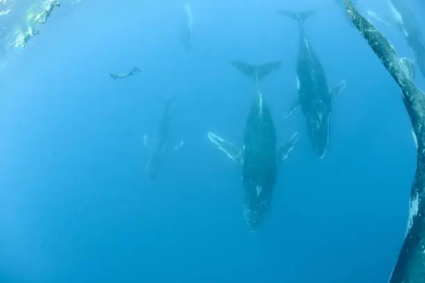 Humpback Whale