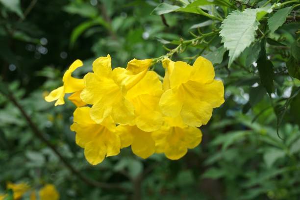 istock yellow Tecoma stans flower in nature garden 1062389400