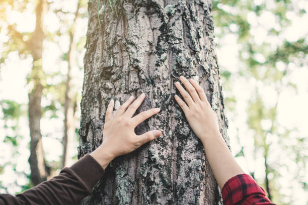 istock Human hugging big tree color of hipster tone selective soft focus, concept protect environment 1062391248