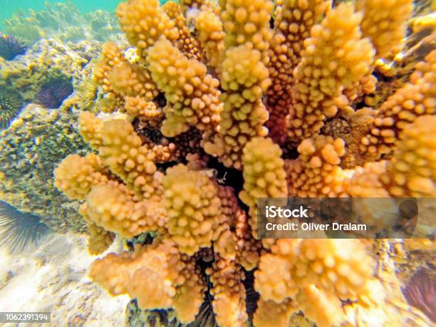 Maurice Island Stock Photo - Download Image Now - Coral - Cnidarian, Fish, Horizontal