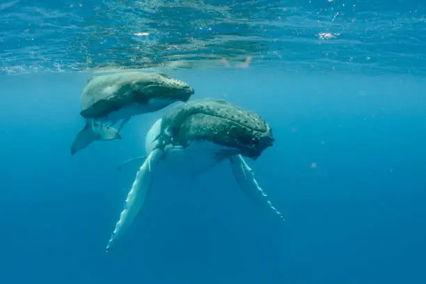 Humpback Whale