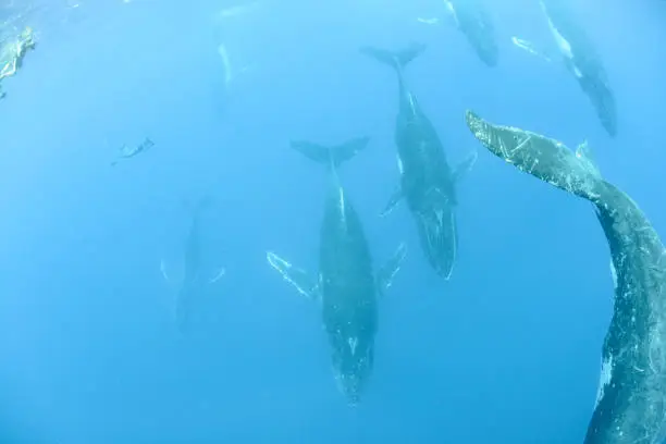 Humpback Whale