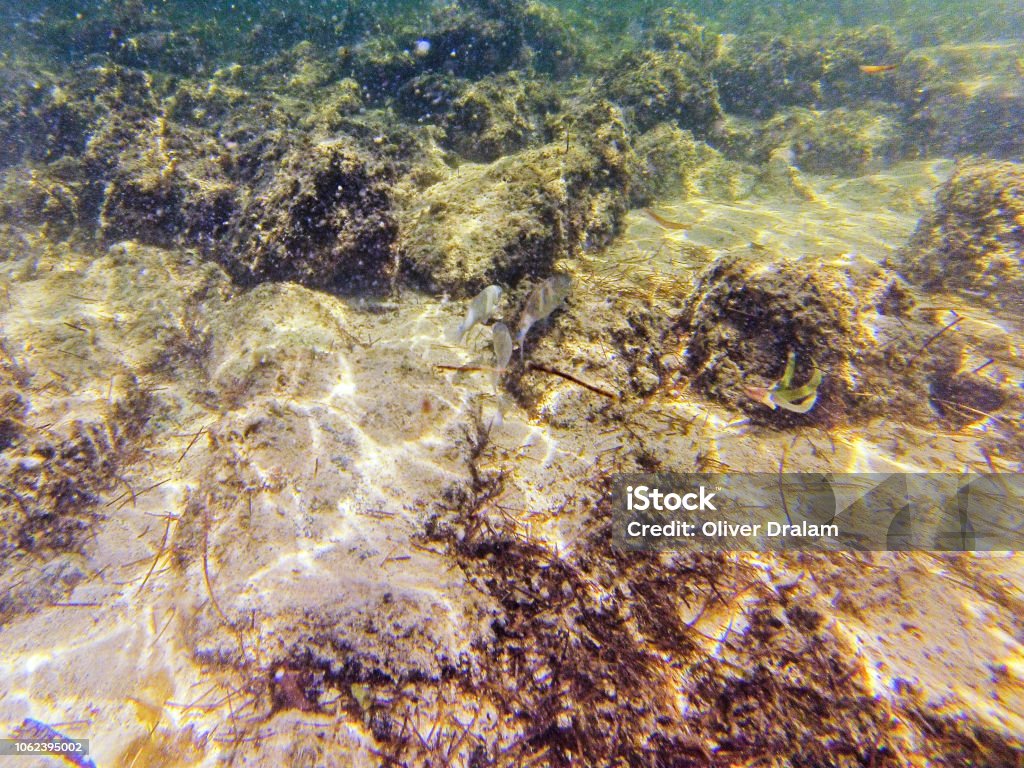 Maurice island Coral - Cnidarian Stock Photo