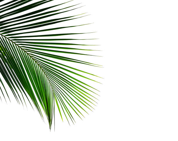 istock tropical coconut palm leaf isolated on white background 1062396426