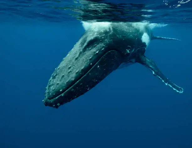 Tonga Humpback Whales