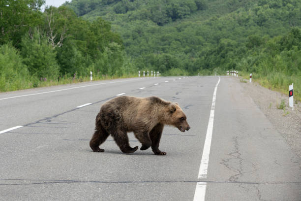 Hungry and angry young Kamchatka brown bear walking along an asphalt road stock photo