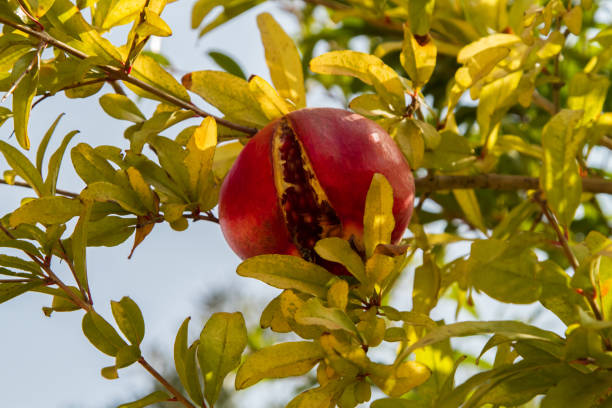 istock Fruit of the pomegranate, ripe pomegranate on tree 1062402476