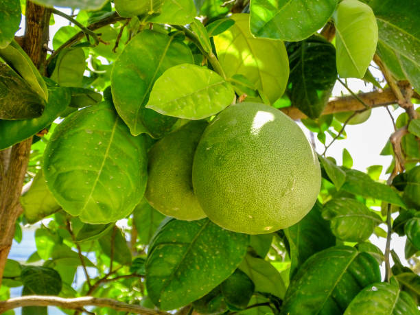 istock Pomelo, citrus fruits 1062402728