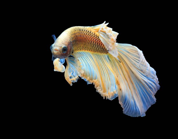 istock Siamese fighting fish, yellew fish, black background Betta splendens, Betta Fish, Halfmoon Betta. 1062407952