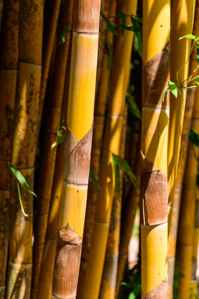 istock Closeup to Yellow bamboo 1062416710