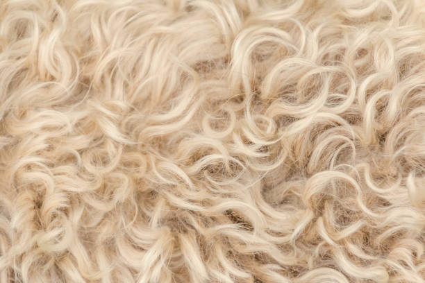 istock Irish soft coated wheaten terrier white and brown fur wool 1062417222