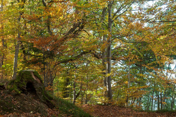 istock beautiful trees in the autumnal forest 1062419168