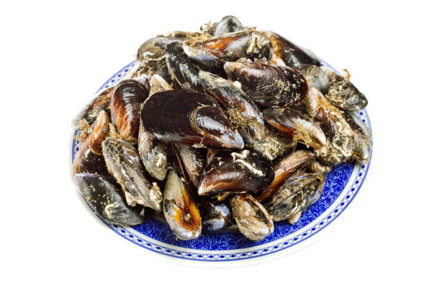 istock blue mussel marine bivalve mollusk 1062421252