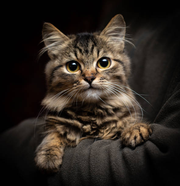 istock Beautiful fluffy cat on the black background 1062429862