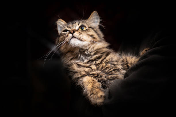 istock Beautiful fluffy cat on the black background 1062429870