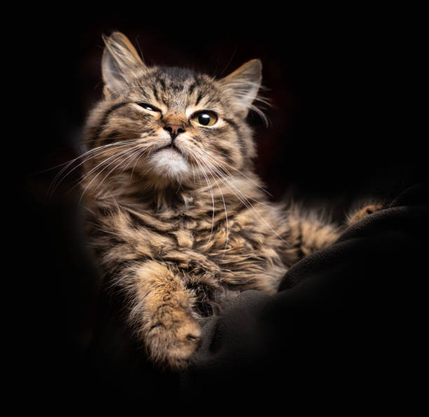 istock Beautiful fluffy cat on the black background 1062429880