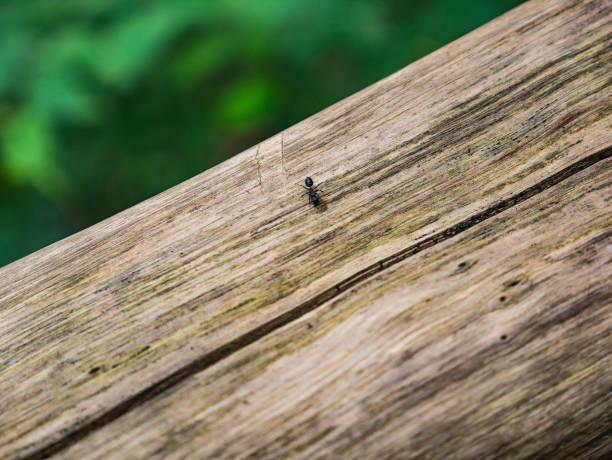 istock Close up Black ant on the Tree lumber 1062433452