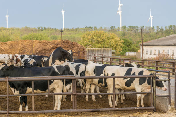 istock Free range of cows and cattle 1062436862