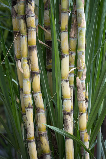 istock Sugar canes in the garden. 1062446836