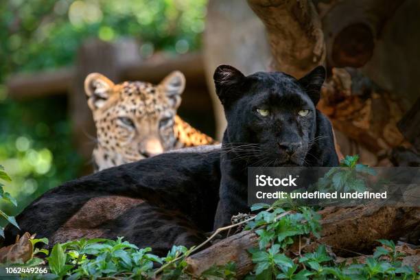 Pantera O Leopardo En Ambiente Natural Foto de stock y más banco de imágenes  de Animal - Animal, Animales cazando, Blanco - Color - iStock