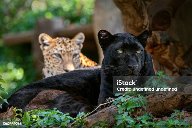 Pantera O Leopardo En Ambiente Natural Foto de stock y más banco de imágenes de Animal - Animal, Animales cazando, Blanco - Color - iStock Pantera O Leopardo En Ambiente Natural Foto de stock y más banco de imágenes de Animal - Animal, Animales cazando, Blanco - Color - iStock
