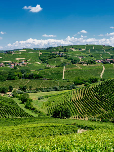 istock Vineyards near Barbaresco, Cuneo, in Langhe 1062452204
