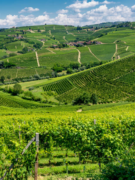istock Vineyards near Barbaresco, Cuneo, in Langhe 1062452266