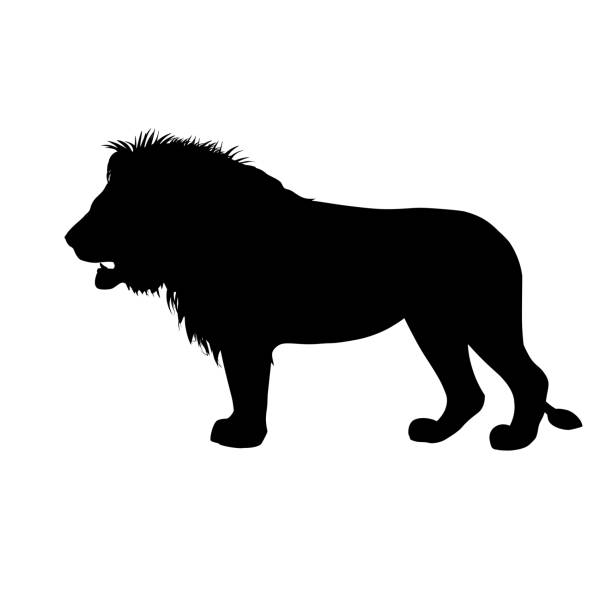 illustrations, cliparts, dessins animés et icônes de silhouette de lion d’afrique - raid 5