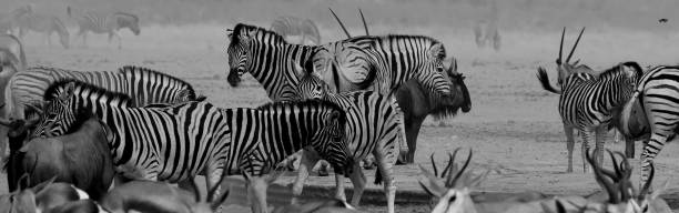 istock Zebras at Etosha National Park Namibia 1062453010