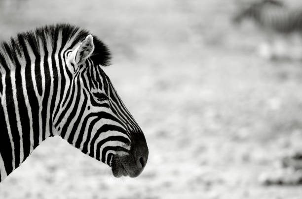 istock Zebras at Etosha National Park Namibia 1062458616
