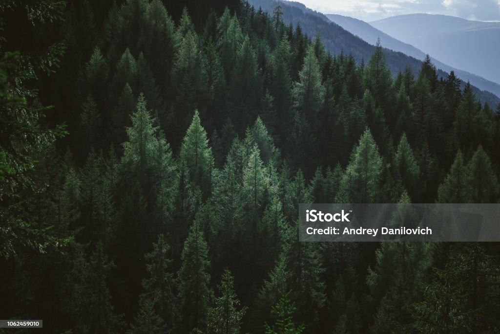 Vista aérea de árboles verano verde de bosque en las montañas - Foto de stock de Bosque libre de derechos